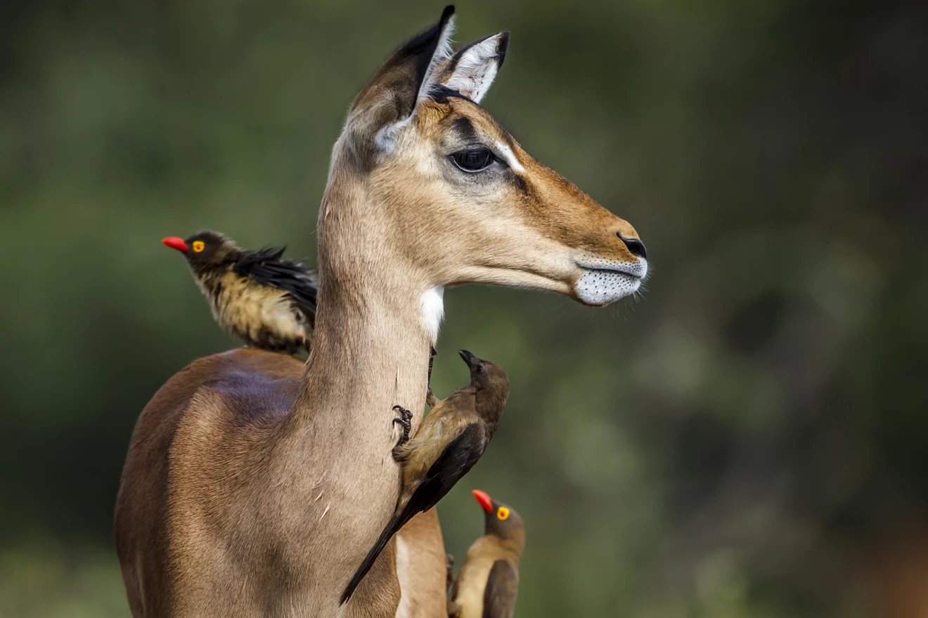 Auf einem Impala in Südafrika befinden sich verschiedene Vögel, die Rotschnabel-Madenhacker, die dem Wildtier das Fell reinigen.